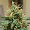 семена конопли курьером Auto Cheesy feminised Philosopher Seeds семена конопли курьером Auto Cheesy feminised Philosopher Seeds