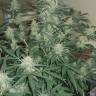 семена конопли для курения Auto Cheesy feminised Philosopher Seeds семена конопли для курения Auto Cheesy feminised Philosopher Seeds