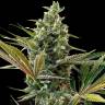 автоцветущие семена конопли Super Lemon Haze CBD автоцветущие семена конопли Super Lemon Haze CBD