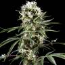 феминизированные семена конопли недорого Super Lemon Haze CBD феминизированные семена конопли недорого Super Lemon Haze CBD