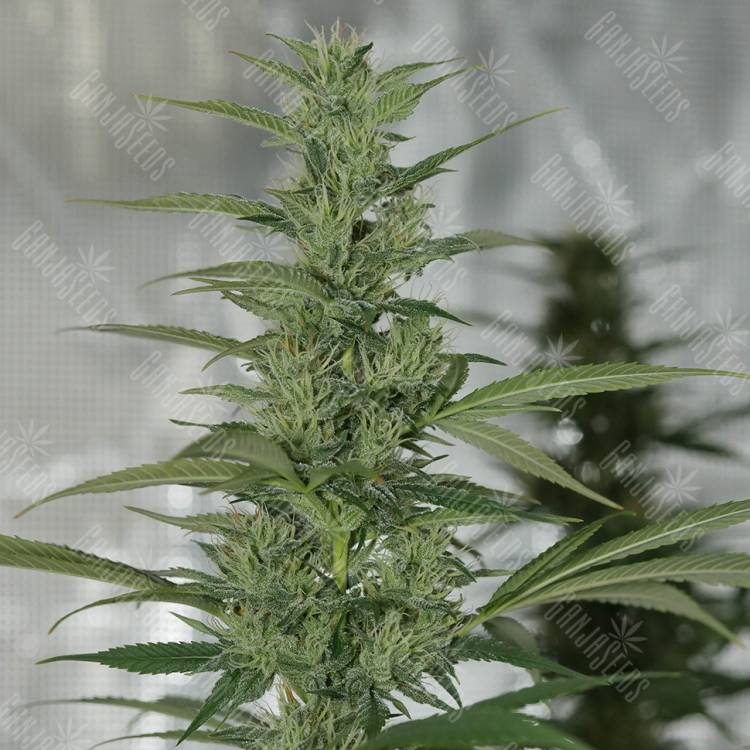 семена конопли в фирменной упаковке Royal Medic CBD feminised Royal Queen семена конопли в фирменной упаковке Royal Medic CBD feminised Royal Queen