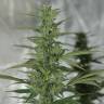 семена конопли в фирменной упаковке Royal Medic CBD feminised Royal Queen семена конопли в фирменной упаковке Royal Medic CBD feminised Royal Queen