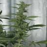 семена конопли интернет магазин Royal Medic CBD feminised Royal Queen семена конопли интернет магазин Royal Medic CBD feminised Royal Queen