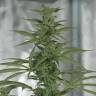 семена конопли f1 в оригинальной упаковке Royal Medic CBD feminised Royal Queen семена конопли f1 в оригинальной упаковке Royal Medic CBD feminised Royal Queen