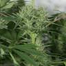 семена сортовой конопли Royal Medic CBD feminised Royal Queen семена сортовой конопли Royal Medic CBD feminised Royal Queen