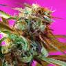 семена конопли f1 в оригинальной упаковке Wild Rose feminised Sweet Seeds