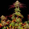 Семена Auto Mintz feminised Ganja Seeds купить недорого Семена Auto Mintz feminised Ganja Seeds купить недорого