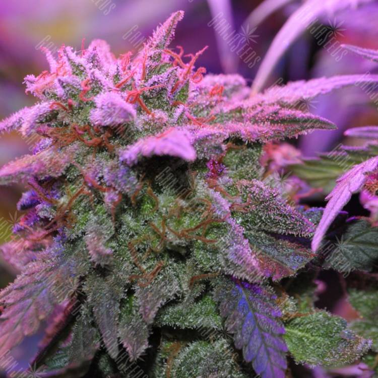 семена конопли элитных сортов Critical Sensi Star feminised