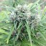 семена конопли скороспелый купить Auto Beshbarmak feminised Bang Seeds