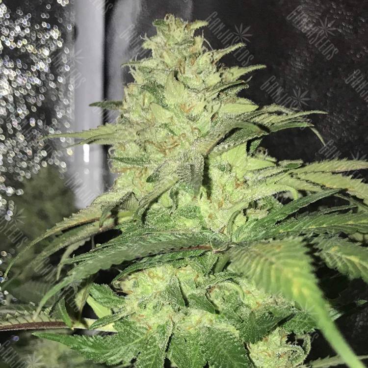 семена конопли недорого Master Kush regular Ganja Seeds семена конопли недорого Master Kush regular Ganja Seeds