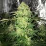 регулярные семена конопли купить Master Kush regular Ganja Seeds регулярные семена конопли купить Master Kush regular Ganja Seeds