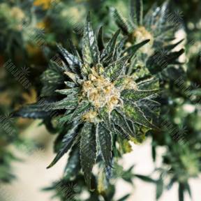 DC Kush feminised Doctors Choice