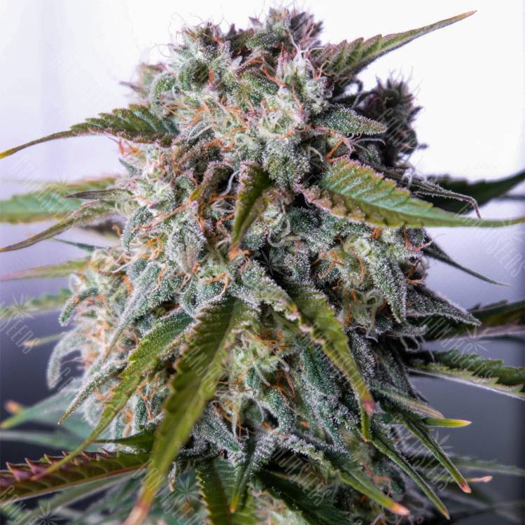 где можно заказать семена конопли Auto Tangie'matic feminised Fast Buds
