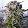 где можно заказать семена конопли Auto Tangie'matic feminised Fast Buds