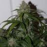 семена конопли автоцвет Auto Tangie'matic feminised Fast Buds