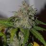 семена конопли курьером Auto Tangie'matic feminised Fast Buds