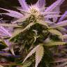 хорошие семена конопли Lemon OG Haze feminised Nirvana Seeds