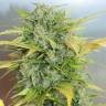 семена конопли автоцвет Auto White Russian #1 feminised Serious Seeds