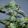 семена конопли Спб Auto White Russian #1 feminised Serious Seeds
