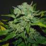 семена конопли в России Auto White Russian #1 feminised Serious Seeds