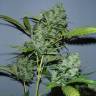 семена конопли Москва Auto White Russian #1 feminised Serious Seeds