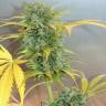 семена культурной конопли купить Auto White Russian #1 feminised Serious Seeds