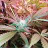 качественные семена конопли Do-Sweet-Dos feminised Sweet Seeds