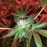 урожайные семена конопли Do-Sweet-Dos feminised Sweet Seeds