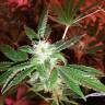 семена конопли в оригинальных упаковках Do-Sweet-Dos feminised Sweet Seeds