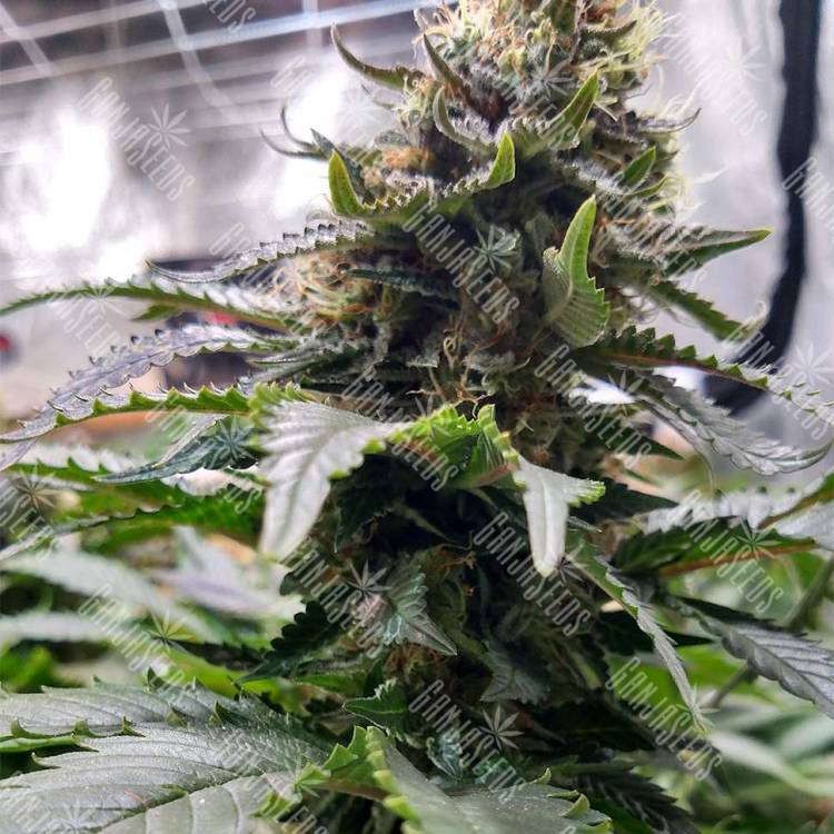 Blue Widow fem купить качественные семена каннабиса в интернете