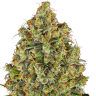 Auto Northern Lights x AK feminised Ganja Seeds