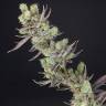 купить семена конопли на сайте Massive Skunk feminised