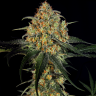 элитные семена конопли Massive Skunk feminised
