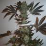 The Ultimate feminised Dutch Passion Seeds