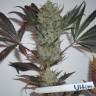 The Ultimate feminised Dutch Passion Seeds