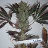 The Ultimate feminised Dutch Passion Seeds
