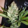 The Ultimate feminised Dutch Passion Seeds