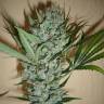 The Ultimate feminised Dutch Passion Seeds