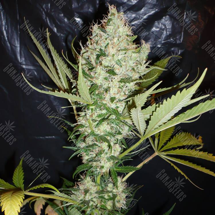 The Ultimate feminised Dutch Passion Seeds