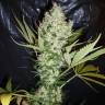 The Ultimate feminised Dutch Passion Seeds