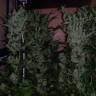 The Ultimate feminised Dutch Passion Seeds