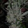The Ultimate feminised Dutch Passion Seeds