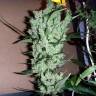 The Ultimate feminised Dutch Passion Seeds