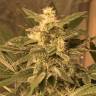 The Ultimate feminised Dutch Passion Seeds
