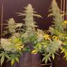 качественные семена конопли White Widow CBD качественные семена конопли White Widow CBD