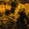 семена индийской конопли Auto Lowryder #2 regular Doctors Choice семена индийской конопли Auto Lowryder #2 regular Doctors Choice