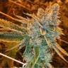 семена культурной конопли купить Auto West Coast O.G. feminised Fast Buds семена культурной конопли купить Auto West Coast O.G. feminised Fast Buds