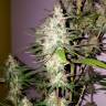 семена конопли в интернете Lemon Thai Kush regular Humboldt Seeds