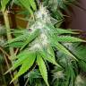 семена конопли гидропоники Lemon Thai Kush regular Humboldt Seeds