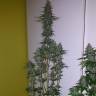семена конопли дешево Lemon Thai Kush regular Humboldt Seeds